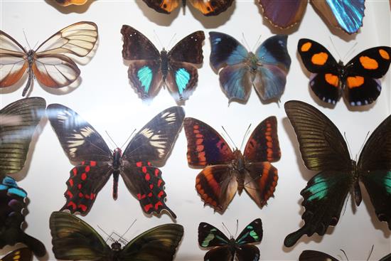 A collection of various exotic butterflies housed in three glazed wooden cases, largest case is 25.25 x 19.25in.